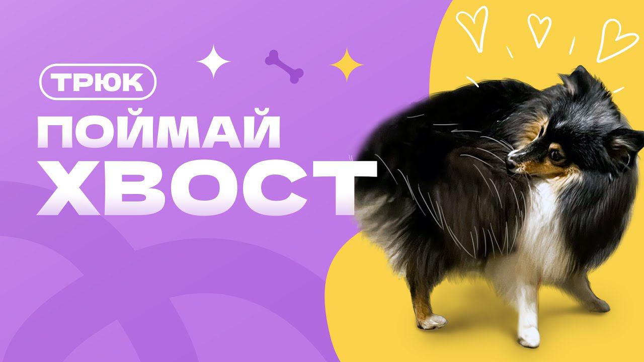 Трюк поймай хвост, как научить собаку держать в зубах хвост смотреть онлайн