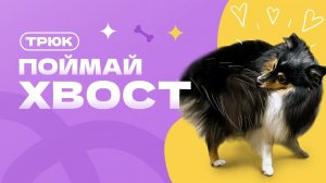 Трюк поймай хвост, как научить собаку держать в зубах хвост