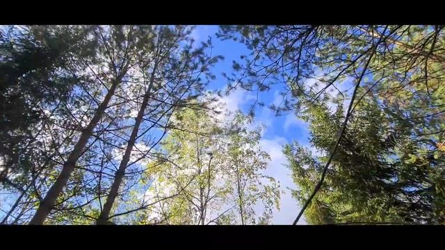 Первый раз пошли по грибы всей семьёй! Ленинградская область, 19 сентября 2020 смотреть онлайн