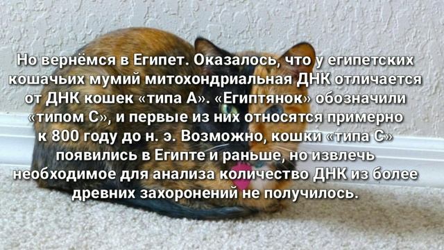 Откуда взялись домашние кошки | видео с голосом смотреть онлайн