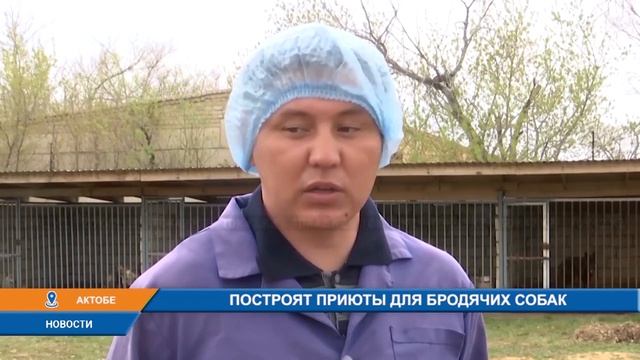 ПОСТРОЯТ ПРИЮТЫ ДЛЯ БРОДЯЧИХ СОБАК смотреть онлайн