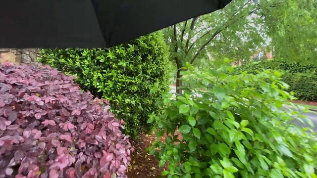 Relaxing Walk In The Rain With Umbrella | Nature Sounds For Sleep And Study
