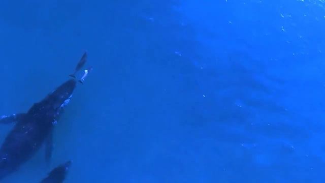 The Dolphin's Dance: Harmony in the Ocean of Life смотреть онлайн