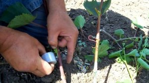 Прививка винограда. Окулировка зелёной почкой с пробуждением