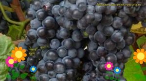 Виноград амурский. Краткий обзор: Виноград амурский описание характеристик, где купить саженцы