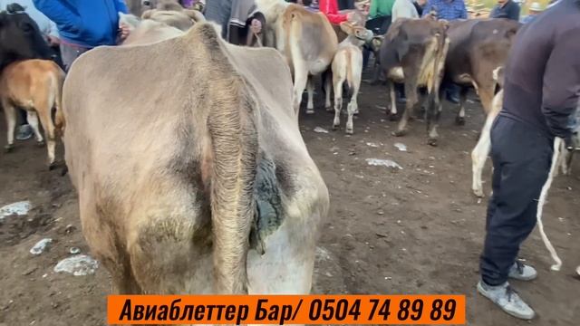 НООКАТТАГЫ Саан Уйлардын Базардагы БААЛАРЫ смотреть онлайн