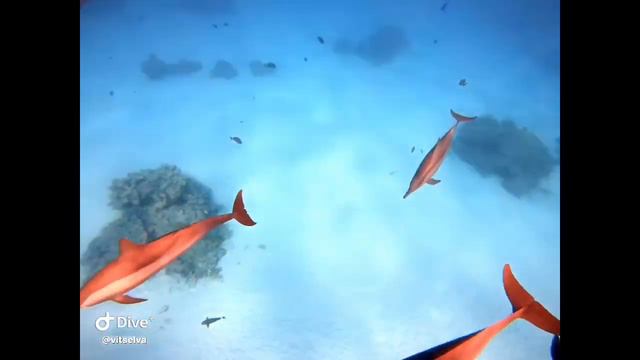 SATAYA dolphin reef смотреть онлайн