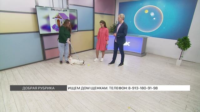 «Добрая рубрика»: пристраиваем 2 игривых щенков-девочек смотреть онлайн