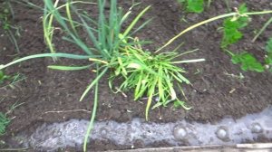 Лук на зелень Параде