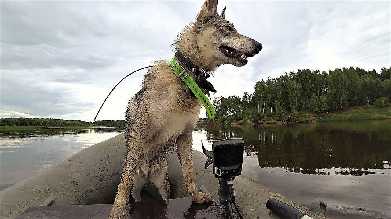 ЭТОГО ВИДЕО БЫТЬ НЕ ДОЛЖНО! ПЛАНЫ РУХНУЛИ! Видео “ТРЕТИЙ ДЕНЬ РЫБАЛКИ В ТРОСОВОЙ ЭКСПЕДИЦИИ. смотреть онлайн