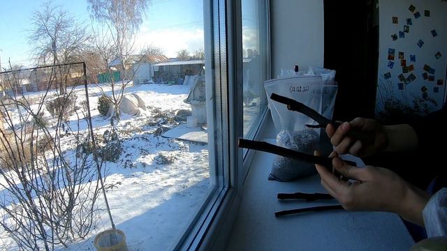 ПОДГОТОВКА ИНЖИРА К УКОРЕНЕНИЮ. УКОРЕНЕНИЕ В ПЕРЛИТЕ/PREPARING FIGS FOR ROOTING. ROOTING IN PERLIT смотреть онлайн