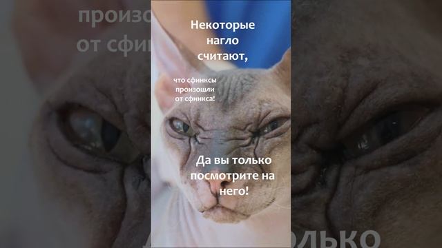 Почему сфинкс называется сфинкс? смотреть онлайн