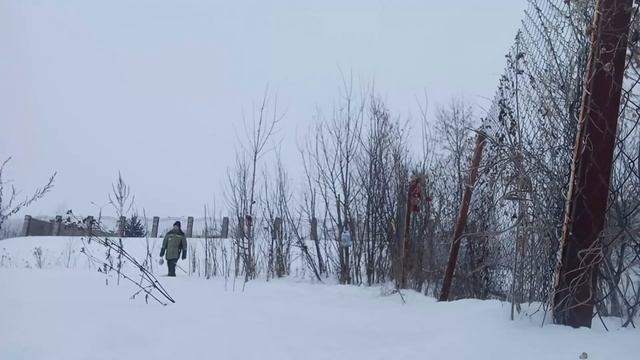 Подкормка серых куропаток (Perdix Perdix) / Репортаж орнитолога