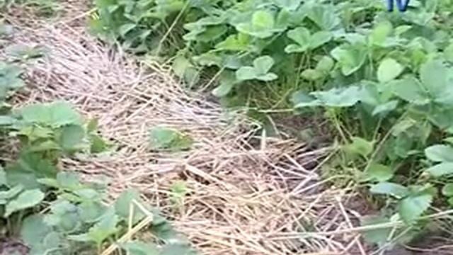 Нивка №4 Клубника крупноплодна, малина, черная смородина смотреть онлайн