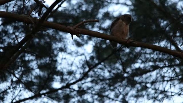 Поведение и крики птенца ушастой совы на закате смотреть онлайн