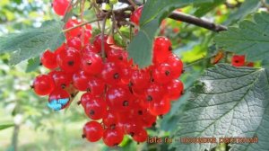 Смородина красная Натали (ribes rubrum natali) ? Натали обзор: как сажать, саженцы смородины Натали