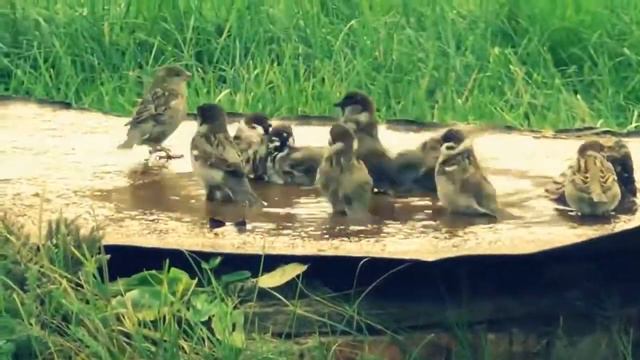 Моцарт Турецкий марш «Rondo alla turca» смотреть онлайн