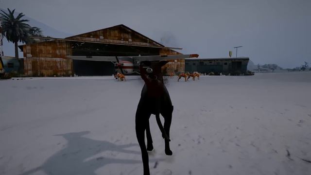 YAVRU PİTBULL BABASI BEYAZ PİTBULL JACK'LE TAZI SÜRÜSÜYLE DÖVÜŞÜYOR! - GTA 5 смотреть онлайн