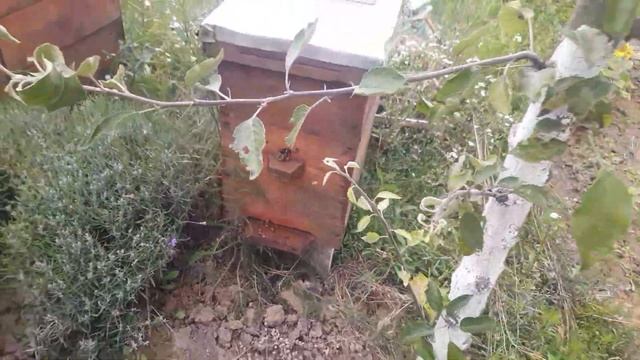 Секреты поведения пчёл раскрыты. Разводим пчёл, анализируем дальше. смотреть онлайн