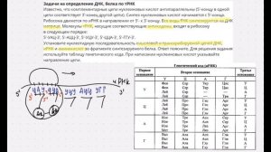 Биосинтез белка: задание 28 ЕГЭ по биологии. Синтез белка по антикодонам тРНК