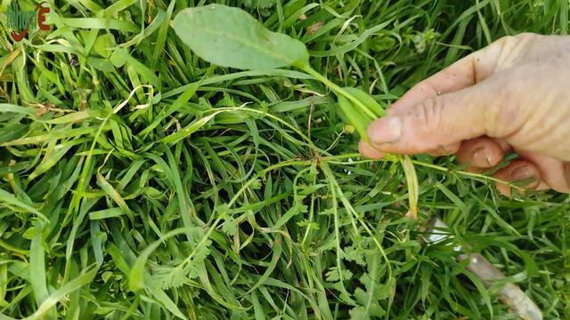 Yenen Otlar ve Zehirli Olan Otlar / GÖRDÜĞÜNÜZ HER OT YENMEZ смотреть онлайн