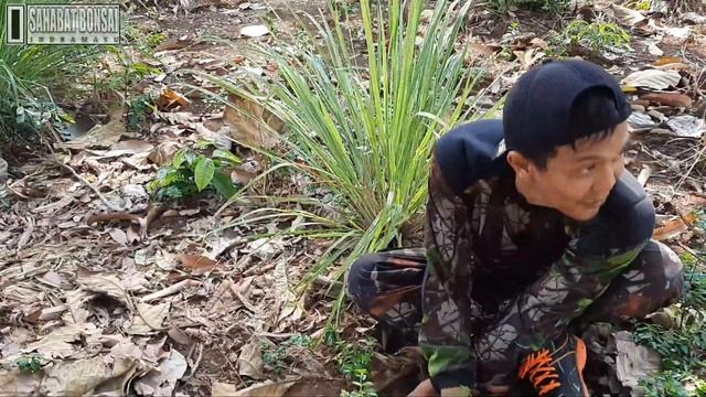 Dongkel bonsai black mamba, dari hama jadi berharga смотреть онлайн