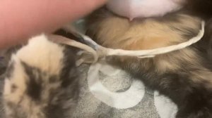 Кошка после стерилизации. Как у нас все прошло