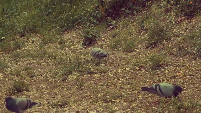 Умирающая волчица отдала последнего волчонка человеку, чувствуя его доброту смотреть онлайн