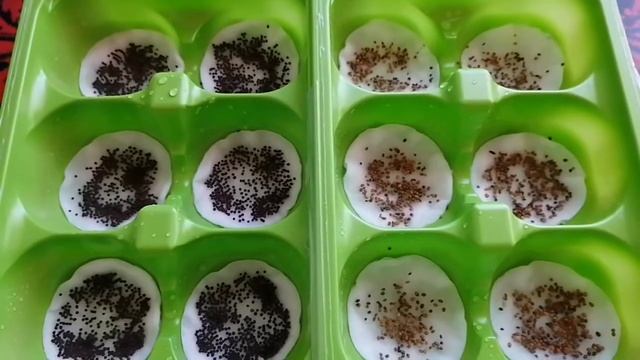 Как вырастить микрозелень в домашних условиях - с чего начать?! смотреть онлайн