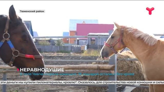 18 лошадей остались без крова после пожара смотреть онлайн