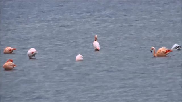 Flamingos Flying / Flamingos Vliegen (Phoenicopteridae Spec.)