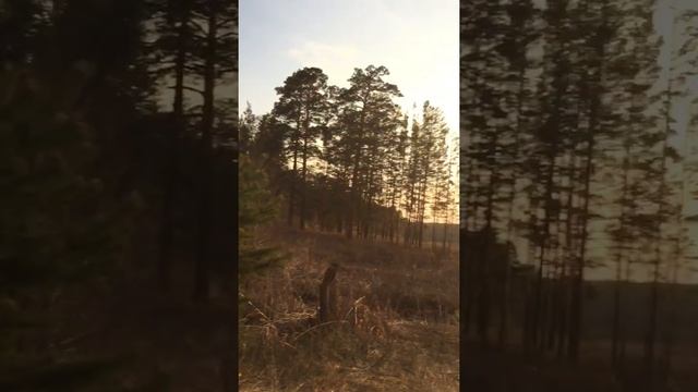 Квас из берёзового сока смотреть онлайн