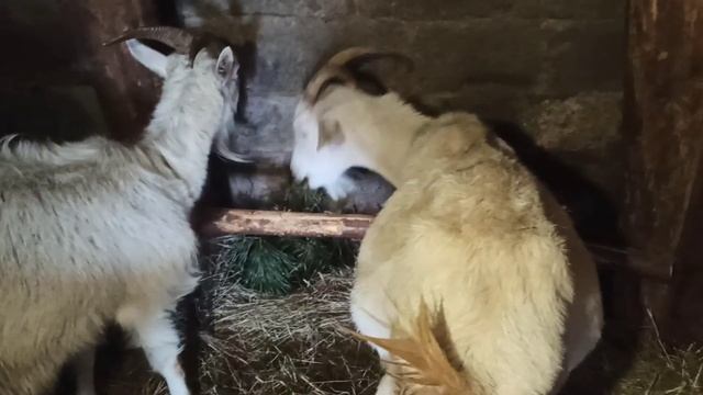 витамины для коз смотреть онлайн