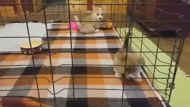 Девчули коржули))) Есть свободные щенки вельш корги пемброк !! смотреть онлайн