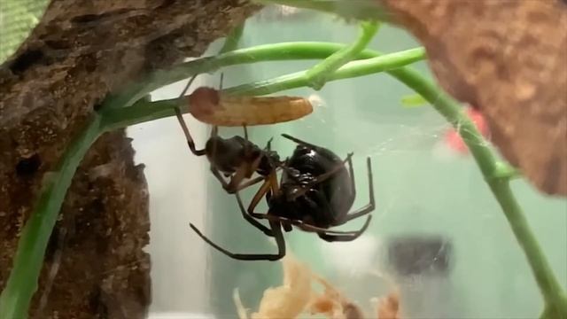 Steatoda paykulliana Pairing 5/5/20 смотреть онлайн