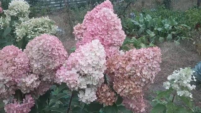 2018 Высокорослая метельчатая гортензия "Grandiflora" смотреть онлайн