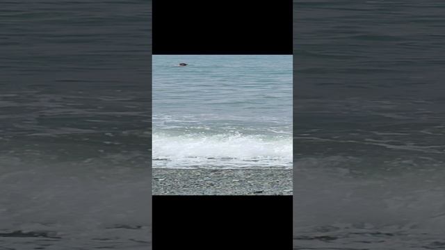 Море штормит опять! Но наро не боится! Абхазия! Самшитовая роща! смотреть онлайн