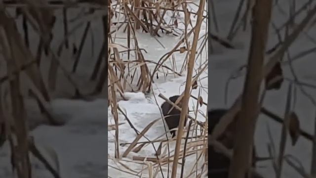 норка. пушной зверек. смотреть онлайн