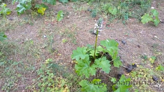 Acanthus mollis Άκανθος Άκανθα смотреть онлайн
