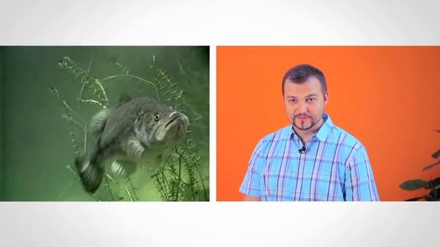 Набор для рыбалки Банджо 300 исходный смотреть онлайн