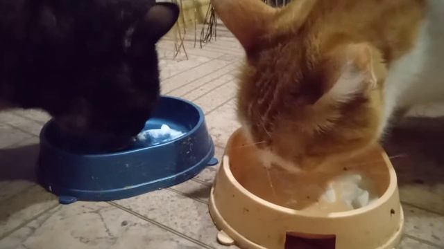 Кулинарная студия