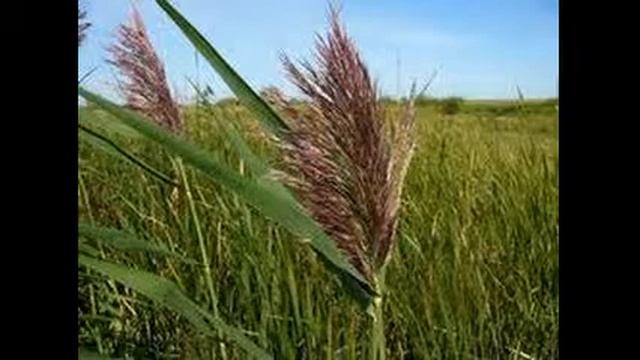 тростник где растет смотреть онлайн