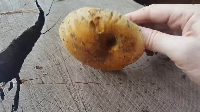 Tapinella atrotomentosa, Velvet-Footed Pax, ID and spore print. смотреть онлайн