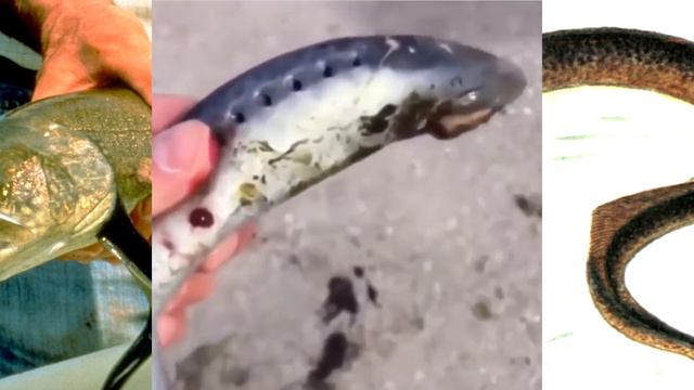 НЕПОНЯТНАЯ РЫБКА КОТОРАЯ НАВОДИТ УЖАС НА ТУРИСТОВ США смотреть онлайн