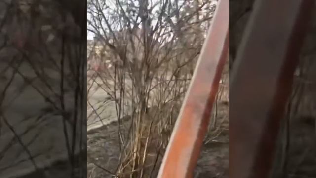 СВАТЫ. ДОМ СЕМЬИ БУДЬКО смотреть онлайн
