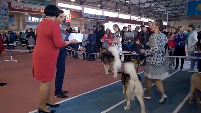 Маламуты ринг 22.03.2015 на лпп смотреть онлайн