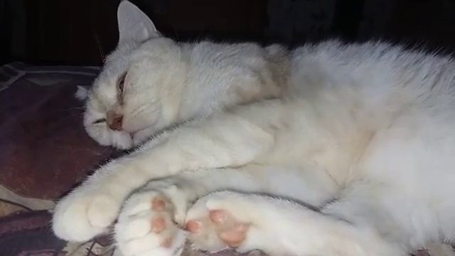 Дерганый кот смотреть онлайн