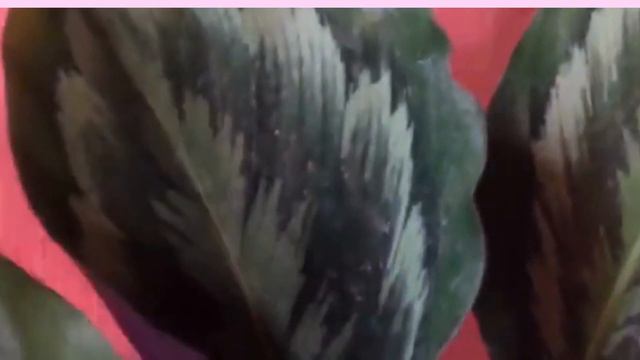 Healthy calathea Medallion and dwarf Kalachuchi смотреть онлайн