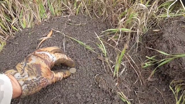 Поиск монет и кладов 2 сентября 2015.Заброшенная деревня Мосольцы смотреть онлайн