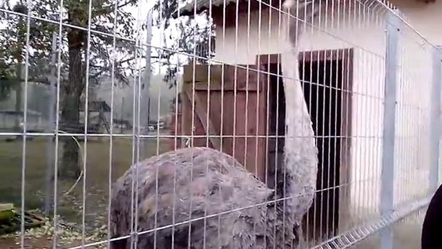 Страусы - огромные птицы. Ostriches - huge birds. смотреть онлайн